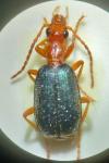 Brachinus psophia
