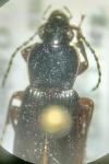 Pterostichus anthracinus