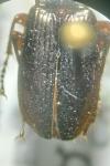 Pterostichus anthracinus