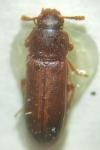 Tribolium castaneum