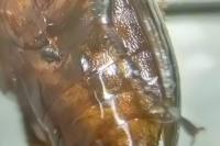 Pterostichus anthracinus