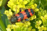 Trichodes alvearius