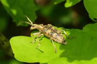 Rhagium sycophanta