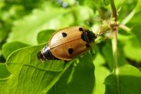 Dendroxena quadrimaculata