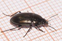 Amara similata