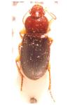 Ophonus melletii