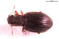 Latridius