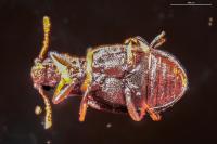 Latridius