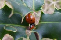 Coccinella septempunctata