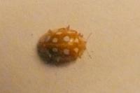Halyzia sedecimguttata