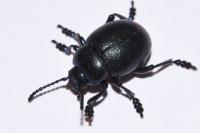Timarcha goettingensis