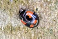 Adalia bipunctata