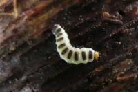 Lygistopterus sanguineus