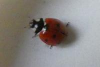 Coccinella septempunctata