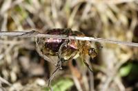 Cetonia aurata