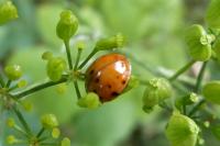 Harmonia axyridis