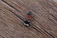 Thanasimus formicarius