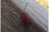 Pyrrhidium sanguineum