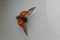 Coccinella septempunctata