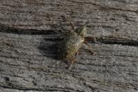 Dorytomus