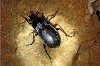Carabus nemoralis