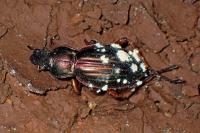 Carabus auratus