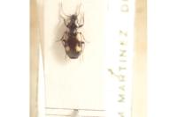 Lionychus quadrillum