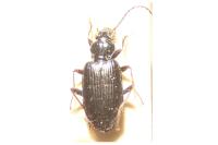 Bembidion coeruleum
