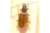 Bembidion testaceum
