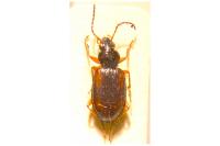 Bembidion tetracolum