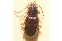 Bembidion octomaculatum