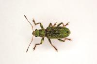 Pachyrhinus lethierryi