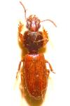 Clivina collaris