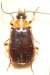 Lebia cyanocephala