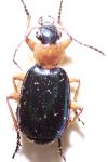 Lebia chlorocephala