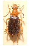 Brachinus psophia