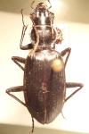 Sphodrus leucophthalmus