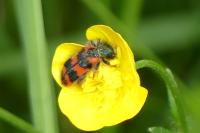 Trichodes alvearius