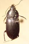 Oodes gracilis