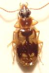 Dromius quadrimaculatus
