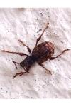 Otiorhynchus rugosostriatus