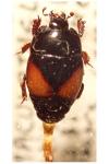 Atholus bimaculatus