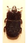 Hololepta plana
