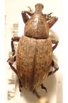 Lepyrus capucinus
