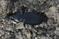 Pterostichus