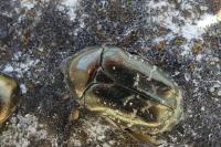 Cetonia aurata