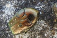 Potosia cuprea