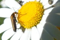 Oedemera podagrariae