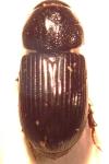 Nialus varians