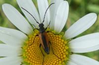 Stenurella melanura